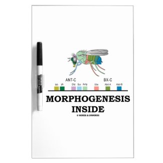 Morphogenesis Inside Drosophila Fruit Fly Genes Dry-Erase Board