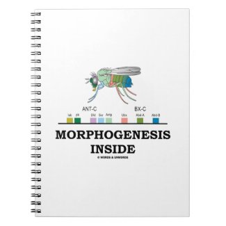 Morphogenesis Inside Drosophila Fruit Fly Genes Notebooks
