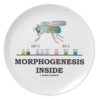 Morphogenesis Inside Drosophila Fruit Fly Genes Party Plate