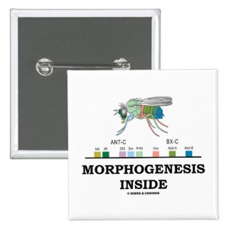Morphogenesis Inside (Fruit Fly Drosophila Genes) Pins