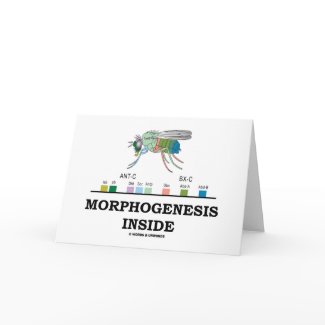 Morphogenesis Inside (Fruit Fly Drosophila Genes) card