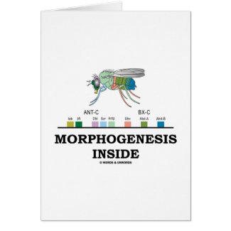Morphogenesis Inside (Fruit Fly Drosophila Genes) Cards
