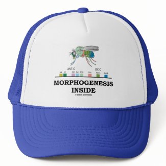 Morphogenesis Inside (Fruit Fly Drosophila Genes) hat