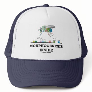 Morphogenesis Inside (Fruit Fly Drosophila Genes) hat