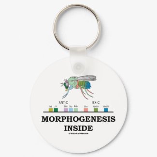 Morphogenesis Inside (Fruit Fly Drosophila Genes) keychain
