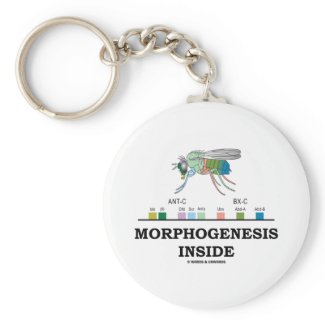 Morphogenesis Inside (Fruit Fly Drosophila Genes) Keychain