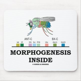 Morphogenesis Inside (Fruit Fly Drosophila Genes) mousepad
