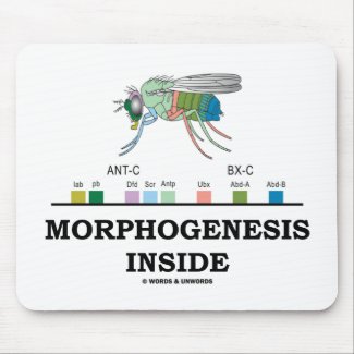 Morphogenesis Inside (Fruit Fly Drosophila Genes) Mousepads