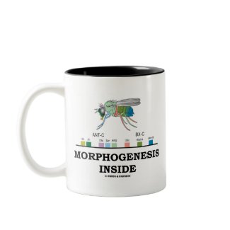 Morphogenesis Inside (Fruit Fly Drosophila Genes) mug