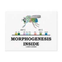 Morphogenesis Inside (Fruit Fly Drosophila Genes) Postcards