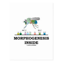 Morphogenesis Inside (Fruit Fly Drosophila Genes) Post Cards