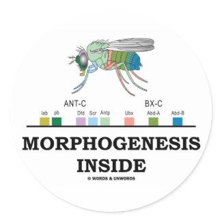 Morphogenesis Inside (Fruit Fly Drosophila Genes) sticker