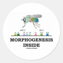 Morphogenesis Inside (Fruit Fly Drosophila Genes) Round Sticker