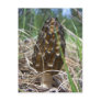 Morrell Mushroom Postcard