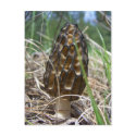 Morrell Mushroom postcards