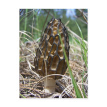 Morrell Mushroom postcards