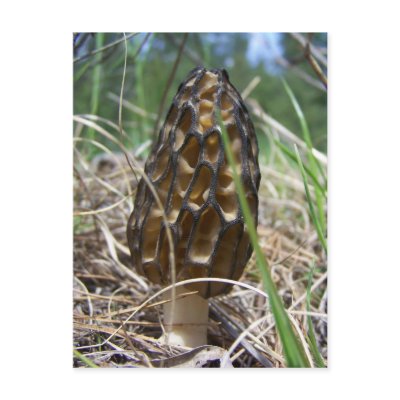 Morrell Mushroom Postcard by 2tigerlily