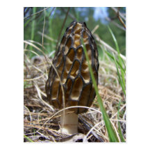 Morrell Mushroom Postcard