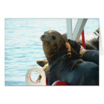 Morro Bay Seal Card