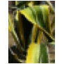 Mosaic Agave Americana - ...