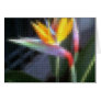 Mosaic Bird of Paradise 10