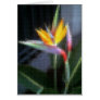Mosaic Bird of Paradise 10