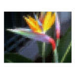 Mosaic Bird of Paradise 10 Postcard