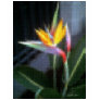 Mosaic Bird of Paradise 10