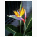 Mosaic Bird of Paradise 10 t-shirts by MosaicArtwork Mosaic Bird of Paradise 10 t-shirts