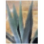 Mosaic Blue Agave 1 Glow