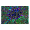 Mosaic flower posters by JessBurnette Mosaic flower posters