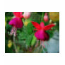 Mosaic Fuchsia 3