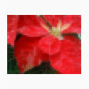 Mosaic Mottled Red Poinsettia 1 Ephemeral t-shirts by MosaicArtwork Mosaic Mottled Red Poinsettia 1 Ephemeral t-shirts