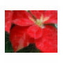 Mosaic Mottled Red Poinse...