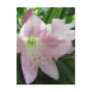Mosaic Pale Pink Amarylli...