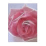 Mosaic Pink Cut Rose - So...