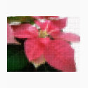 Mosaic Pink Poinsettia 2 t-shirts by MosaicArtwork Mosaic Pink Poinsettia 2 t-shirts