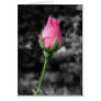 Mosaic Pink Rose 4