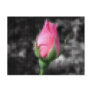 Mosaic Pink Rose 4