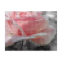 Mosaic Pink Rose Gray postcard