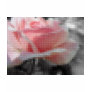 Mosaic Pink Rose Gray