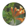 Mosaic Pyrostegia Venusta...
