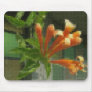 Mosaic Pyrostegia Venusta...