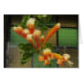 Mosaic Pyrostegia Venusta...