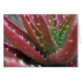 Mosaic Red-Green Aloe