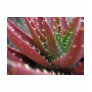 Mosaic Red-Green Aloe