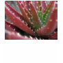 Mosaic Red-Green Aloe