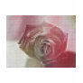 Mosaic Rose - Subdued Red...
