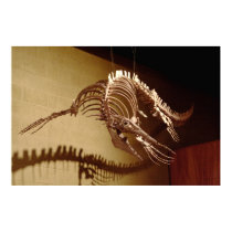 Mosasaur - "Sea Lizard" posters by cunningba Mosasaur - "Sea Lizard" posters
