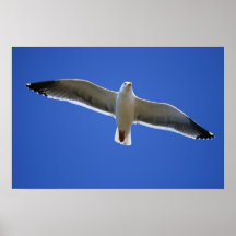 mosca alto Berkeley dolorido Ca de la gaviota Posters